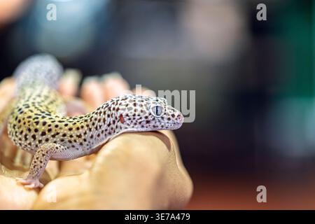 Leopard gecko on hand closeup, exotic reptile pet, spotted skin detail, Eublepharis macularius, animal handling, wildlife portrait Stock Photo