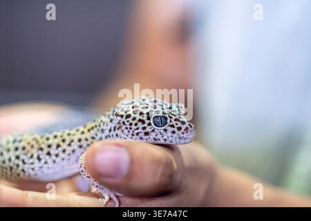 Leopard gecko on hand closeup, exotic reptile pet, spotted skin detail, Eublepharis macularius, animal handling, wildlife portrait Stock Photo