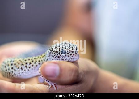 Leopard gecko on hand closeup, exotic reptile pet, spotted skin detail, Eublepharis macularius, animal handling, wildlife portrait Stock Photo