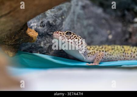Leopard gecko closeup in terrarium, exotic reptile pet, spotted skin detail, Eublepharis macularius, natural habitat, wildlife macro scene Stock Photo