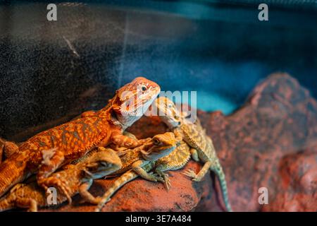Group of bearded dragons on rock, Pogona vitticeps in terrarium, exotic reptile pets, social interaction, wildlife habitat scene Stock Photo