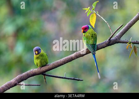 Pair of plum-headed parakeets (Psittacula cyanocephala, male at right) from Sattal, Uttarakhand, India. Stock Photo