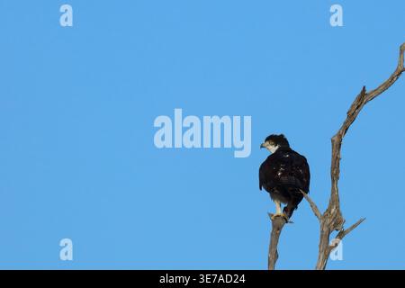 Akazienadler oder Afrikanischer Habichtsadler / African hawk-eagle / Aquila spilogaster Stock Photo