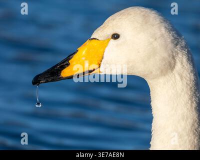 A close up image of the head in profile of a whooper swan, Cygnus cygnus. Stock Photo