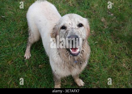 Pet dog with a dirty muddy face. Stock Photo