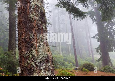 Forest in mist, Cragzide, Northumberland, England, UK Stock Photo
