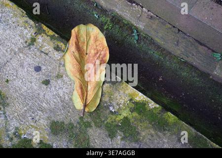 A dry, brownish Ketapang leaf lying on a mossy concrete surface on the edge of a small ditch Stock Photo