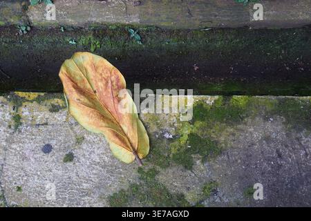 A dry, brownish Ketapang leaf lying on a mossy concrete surface on the edge of a small ditch Stock Photo