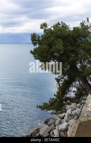 Lonely tree growing on rocky cliff above Adriatic Sea in Italy. Stock Photo
