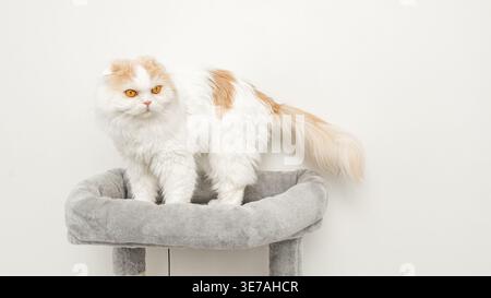 Persian cat with orange and white fur stands on a plush gray cat tree, positioned against a simple white wall in a comfortable indoor environment Stock Photo