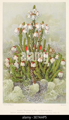 Historical illustration of Alaska heathers in bed of reindeer moss featuring Cassiope mertensiana and Cassiope stelleriana, botanical artwork by Frederick Andrews Walpole, 1902 Stock Photo
