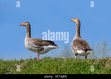 Greylag geese / graylag goose (Anser anser) pair foraging in grassland / meadow in spring Stock Photo