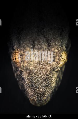 Extreme macro close-up of gecko face with detailed textured skin and striking golden eyes against dark background. Dramatic symmetrical wildlife. Stock Photo