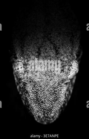 Extreme black and white macro close-up of gecko face with detailed textured skin against dark background. Dramatic symmetrical wildlife. Stock Photo