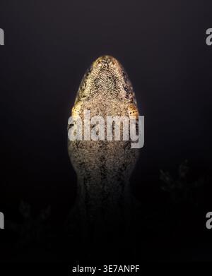 Extreme macro close-up of gecko face from top with detailed textured skin and striking golden eyes against dark background. Stock Photo
