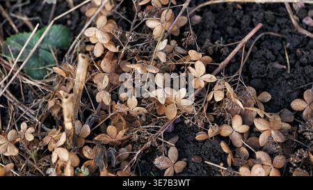 Dried brown hydrangea petals and withered stems lie scattered on dark garden soil. Close up. Stock Photo