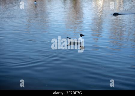 solitary black-headed gull gliding on a calm blue lake at daylight, crisp white plumage and dark head reflected in gentle ripples, serene minimalist w Stock Photo