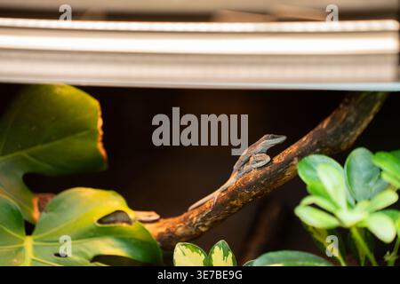 small brown anole perched on a textured branch under warm terrarium lighting, surrounded by glossy green tropical leaves and shallow-focus dark backgr Stock Photo
