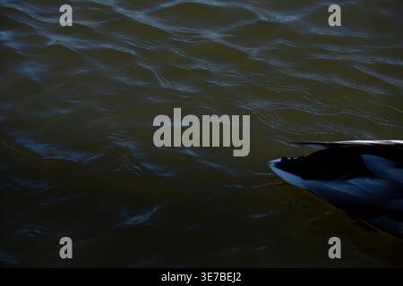 close-up of a duck's dark tail and feathers at the lower-right edge drifting on rippled blue-green water at dusk tranquil, moody and reflective surfac Stock Photo