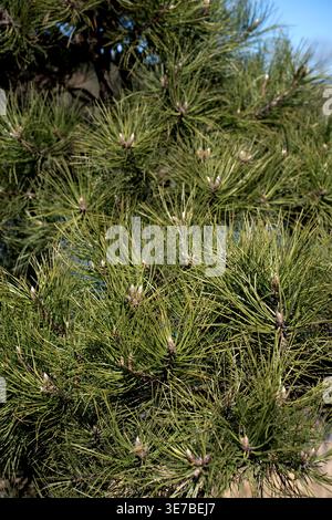 close-up of dense green pine branches and clustered needles with budding shoots and textured bark in bright sunlight against a clear blue sky, evoking Stock Photo