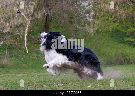 Active Border Collie dog running and jumping on green grass in spring park Stock Photo