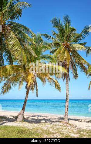 Coconut palms on a beautiful beach on the island of Malapascua, Philippines. Stock Photo