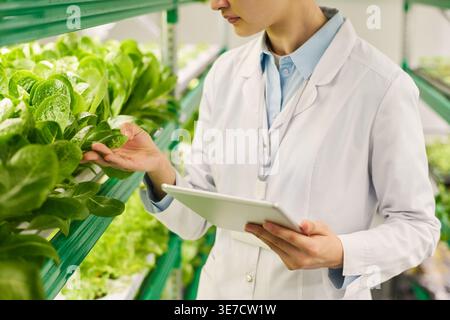 Asian female researcher in lab coat standing by vertical trusses touching lettuce leaves holding tablet in hothouse Stock Photo
