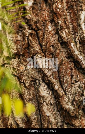 Extreme close-up of tree bark highlighting strong texture, cracks and irregular natural lines. Stock Photo