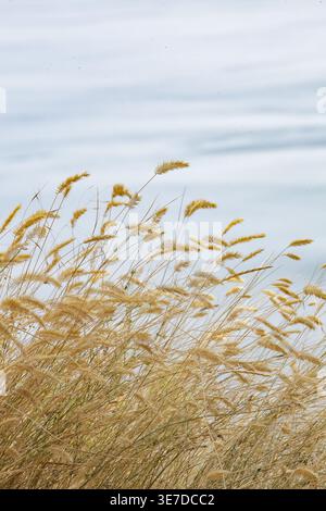 Close-up of golden dried meadow grass with blurred lake or sea surface in the background creating a serene natural atmosphere. Stock Photo