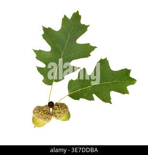 Two green oak leaves with attached green acorns isolated cutout on white background. Clean botanical element highlighting foliage and seed detail for Stock Photo
