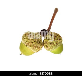 Two attached green acorns isolated cutout on white background. Clean botanical subject highlighting seed structure and natural detail for design and c Stock Photo