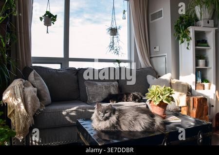Two cats relaxing in sunlight on couch and coffee table in home setting. Warm natural light highlights cozy indoor scene with pets resting comfortably Stock Photo