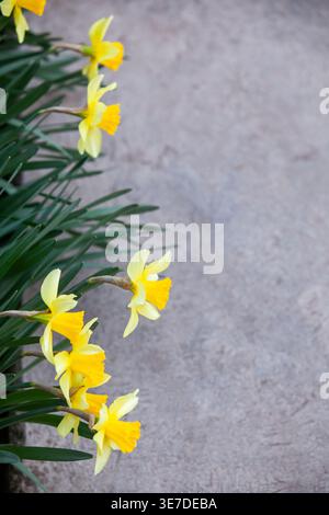 A row of blooming yellow narcissus flowers along a grey concrete path. Minimalist spring nature concept with large copy space and vertical orientation Stock Photo