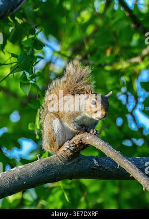 Squirrel sitting on a branch of a tree Stock Photo