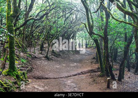 Hikers walk through the ancient, moss-covered Laurel Forest in Anaga Rural Park, Tenerife, Spain. Misty, lush subtropical woodland path. Stock Photo