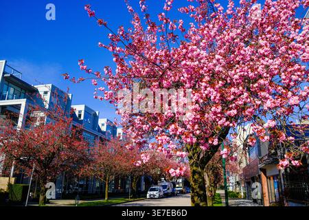 Cherry blossom trees in full bloom in Vancouver, BC. Stock Photo