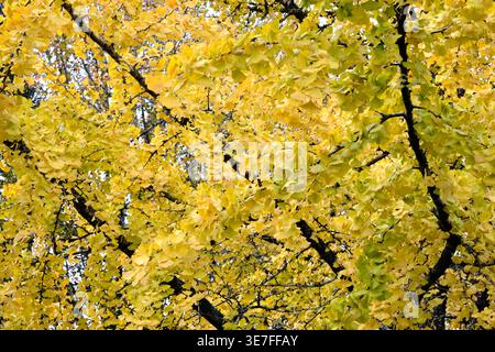 A dense view of golden yellow ginkgo biloba leaves filling the frame, capturing the peak of autumn color and natural texture Stock Photo