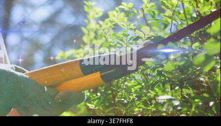 Adult gardener's gloved hand gripping wooden-handled pruning shears cutting dense hedge in garden Stock Photo