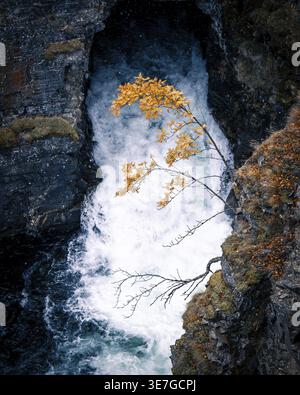 Small waterfall on rocks with an autumnal leafy tree, A waterfall flows between dark rocks with bright yellow autumn leaves on a branch, Abisko Nation Stock Photo