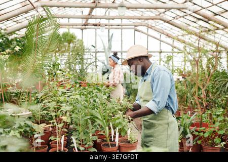 Black man wearing apron and hat checking plants standing in greenhouse during daytime Stock Photo