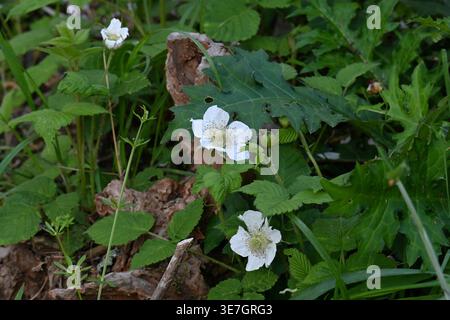 Japanese raspberry (Rubus hirsutus) flowers. Rosaceae deciduous shrub. It blooms with white flowers in spring, and the berries ripen in early summer. Stock Photo