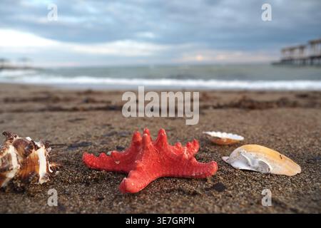 Red starfish and shells on sandy beach at sunset Stock Photo
