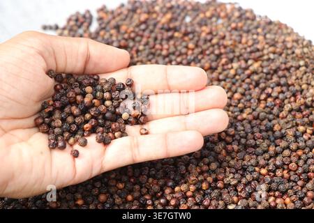 Black pepper corns held in the hand with a small pile in the background kept for sun drying. Black pepper known for its medicinal properties Stock Photo