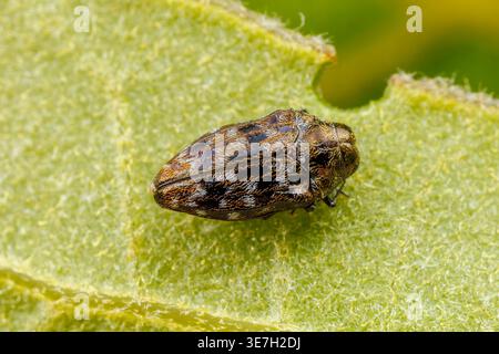 Oval Jewel Beetle (Brachys ovatus) Stock Photo