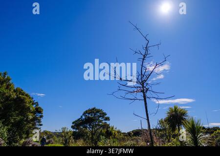 A striking dead tree stands silhouetted against a brilliant blue sky and bright sun in a New Zealand nature reserve. Stock Photo
