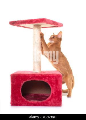 Abyssinian cat and scratching post in front of white background Stock Photo