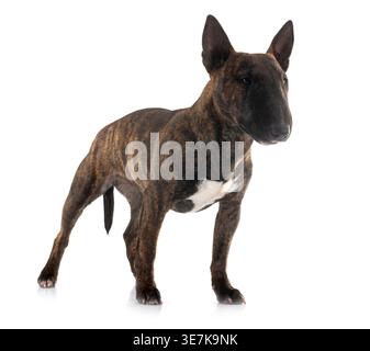 miniature bull terrier in front of white background Stock Photo