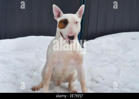 White bull terrier dog sits in snowy ground. Dog has brown patch over one eye. Snow covers ground around dog. Dark wooden fence behind dog. Dog looks Stock Photo