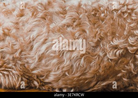 A Toy Poodle and Havanese dog mix lies on a soft surface. The dog's curls are visible as it relaxes in a warm indoor space during the afternoon. Stock Photo