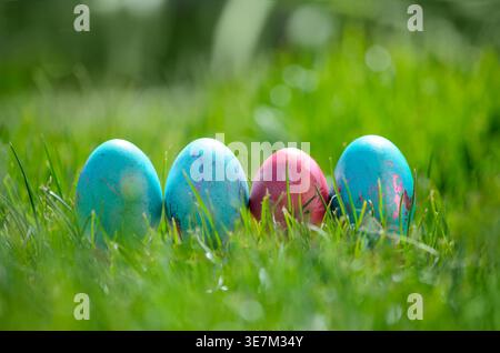 Easter eggs hiding in the grass , Easter time, spring Stock Photo
